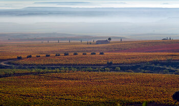 Flot vinmark på en tågede dag ved Rioja i Spanien