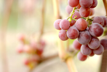 Gode røde vindruer fra en vinmark i Finca Valpiedra i Spanien