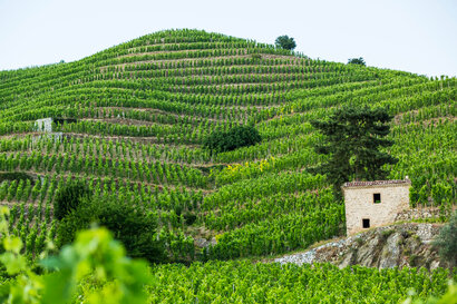 Flot vinmark på bakkeside fra Maison Delas Freres i Frankrig