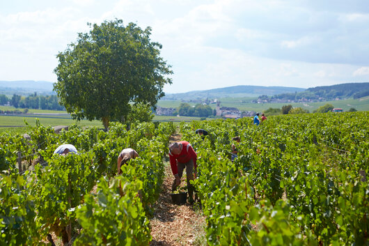 Billede af en af Domaine's vinmarker 