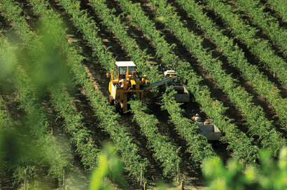 Billede af vinhøst fra de grønne vinmarker fra De Lisio Wines i Australien