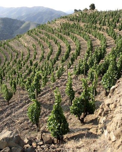 Grøn vinmark på bakkeside fra Priorat i Spanien