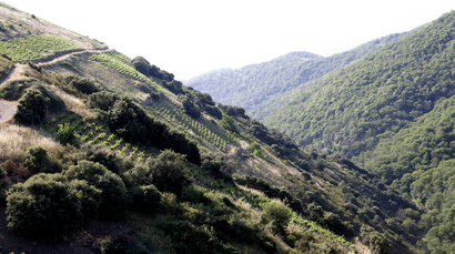 Flot grøn vinmark på bakkeside ved Bierzo i Spanien