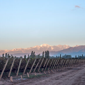 Chile, chilenske vine, Sydamerika, vinproduktion 