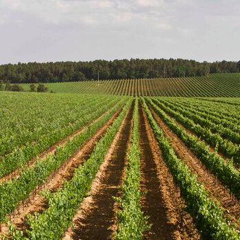 Billede af grøn vinmark fra Santa Cristina i Italien