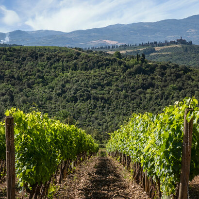 Billede af en flot grøn vinmark på en bakkeside fra Tenuta Pian delle Vigne