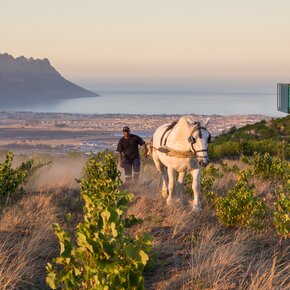 Percheron, den med hesten, hest, vinproduktion