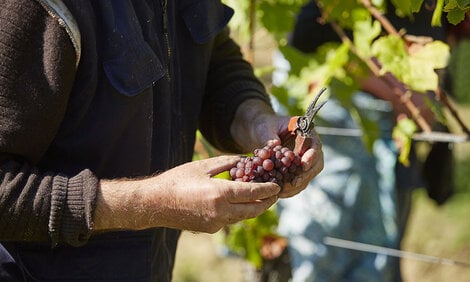 billede af Weingut Bernhart's vindruer