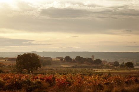 Flot vinmark på en skøn aften i Cillar de Silos fra Spanien