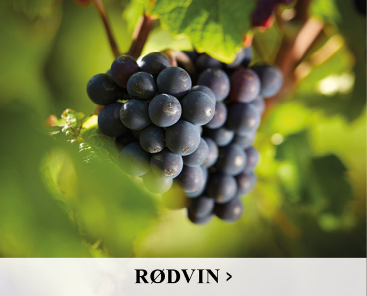 RØDVIN - GODE RØDVINE I ALLE PRISKLASSER