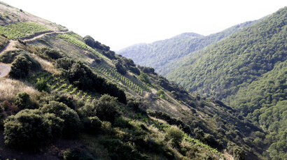 Flot grøn vinmark på bakkeside ved Bierzo i Spanien