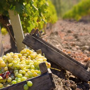 hvidvin, druer, Sauvignon Blanc, Riesling, Chardonnay, Grüner, Viognier